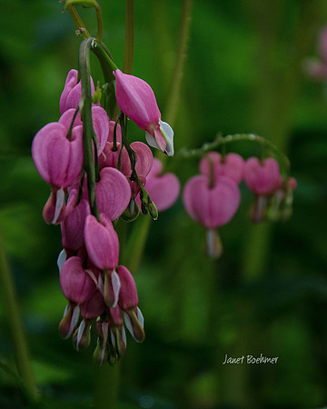 Bleeding Heart. 1992
