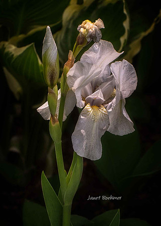 Iris 8955