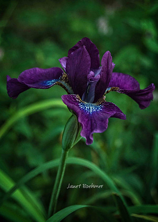 Lily-9181