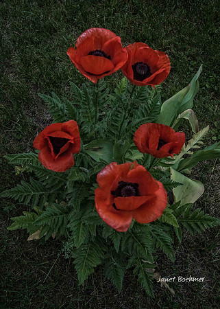 Peonies 9772