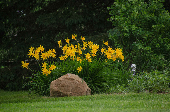 Day Lilly 0227