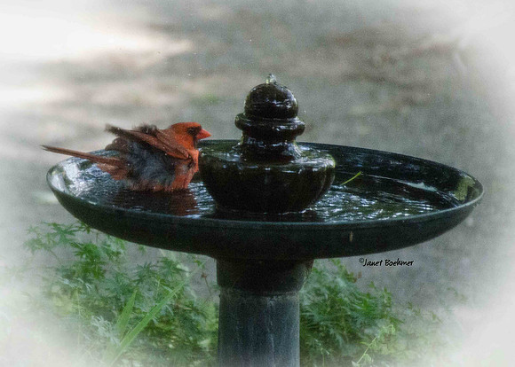 Cardinal 2476