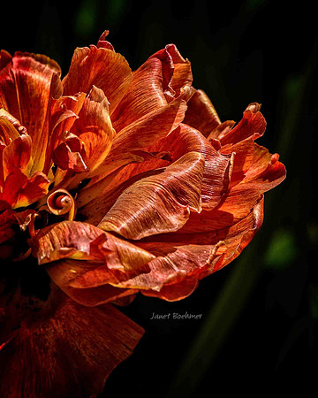Tulip 4296