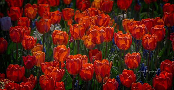Tulips 4256
