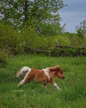 Pinto Foal 5410
