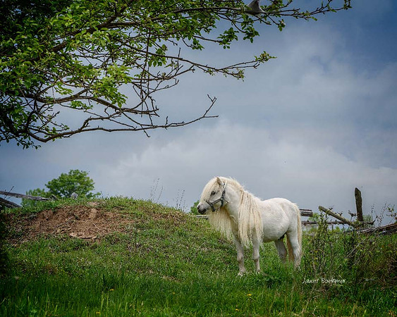 Pony Stallion 5369