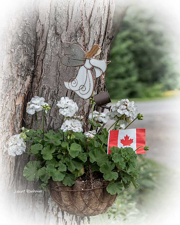 Geranium 7863