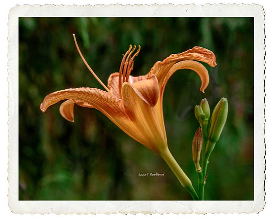 Lilies 7843