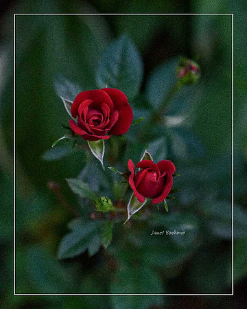 Roses 7963
