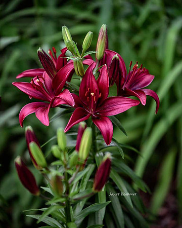 Lilies 7721