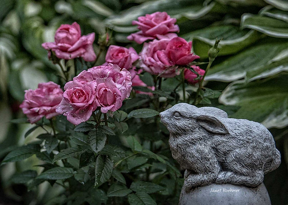 Rose Bunny 0167