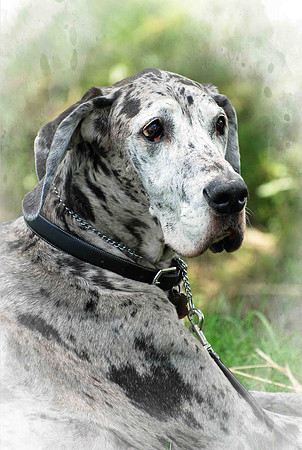 Dog, Dogs, "Great Dane", "Great Dane photos"