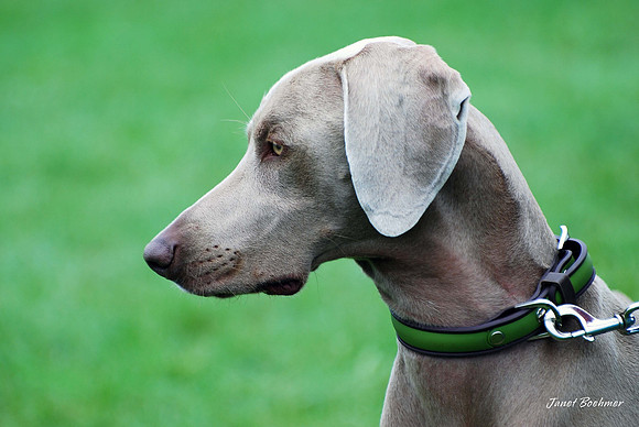 Dog, Dogs
